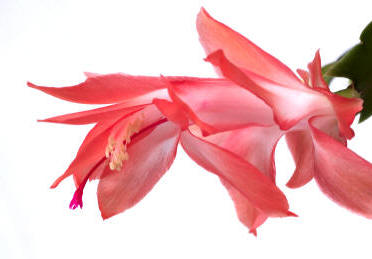 Rose pink flower of the Christmas Cactus.
